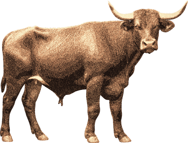 Bull Icon