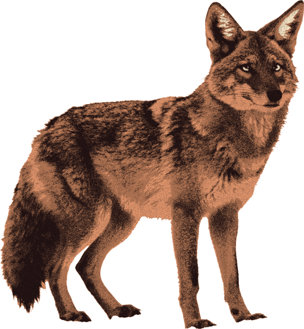 Fox Icon