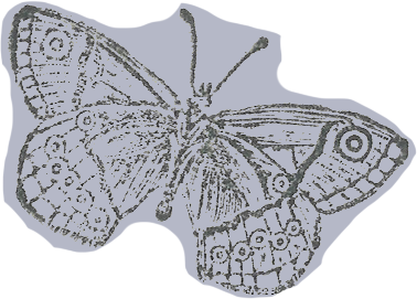Butterfly Icon