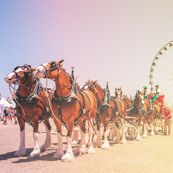 Budweiser Clydesdales photo