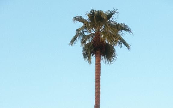 palm tree