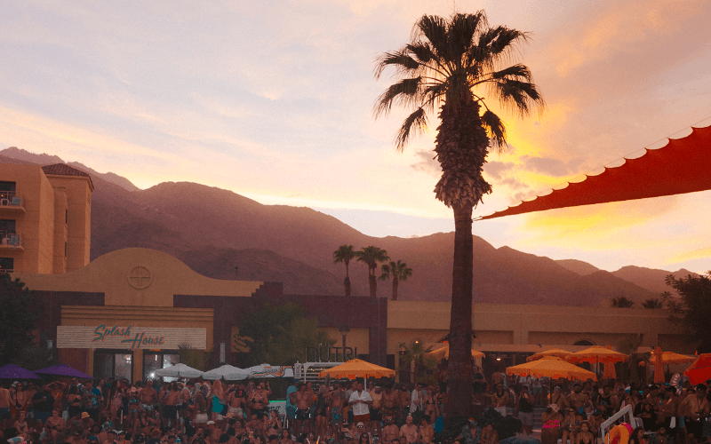 palm tree in sunset