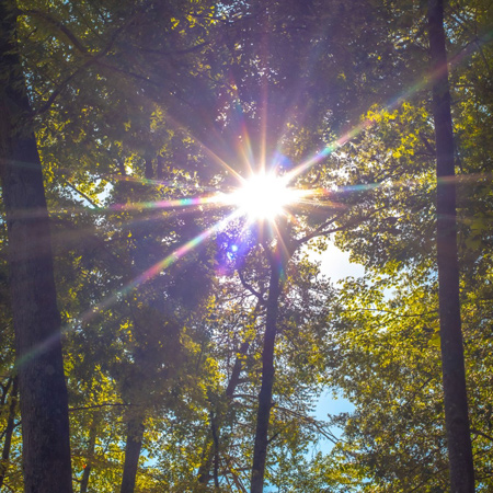 Sunlight Shining Through Trees