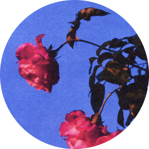 Rose icon