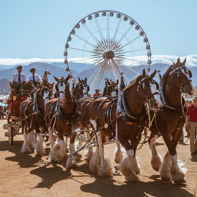 BUDWEISER CLYDESDALES