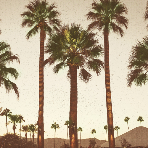 photo of palm trees