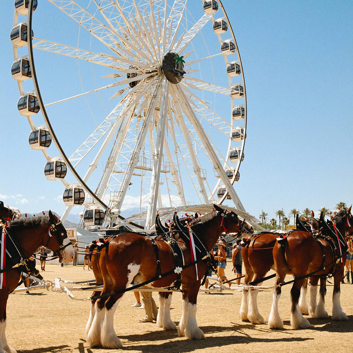 Horses and ferris wheel