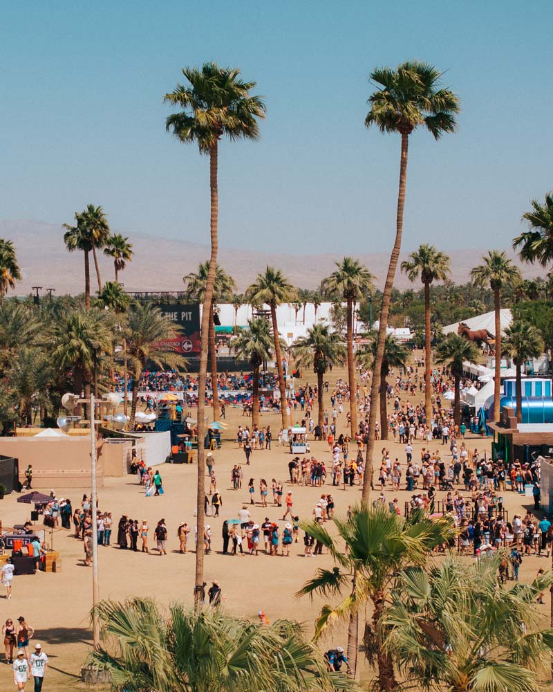 palm trees
