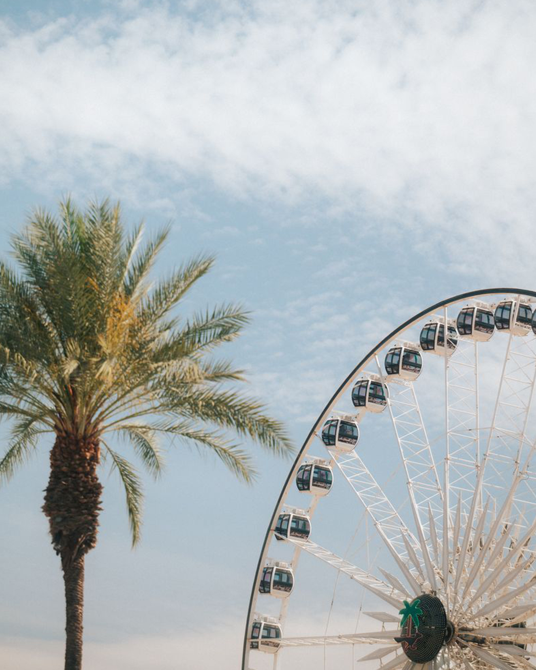 ferris wheel and palm tree