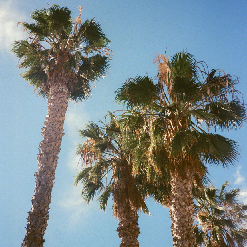 Palm Trees